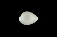 藏品(中華海兔螺)的圖片